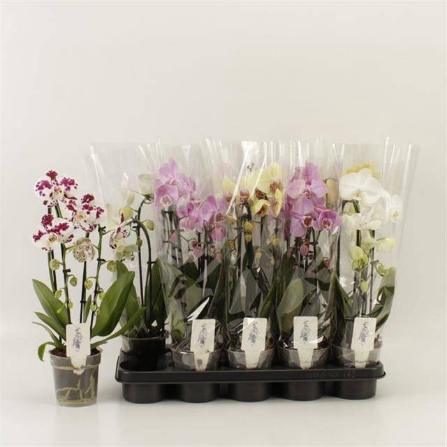 <h4>PHAL EL CASCADE</h4>