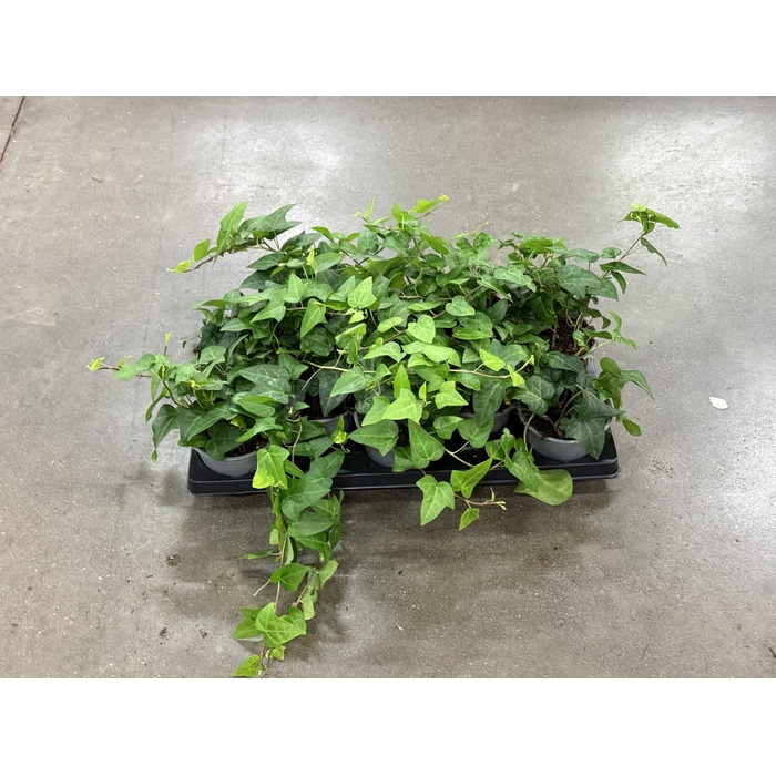 <h4>Hedera Mein Herz 12Ø 18cm</h4>