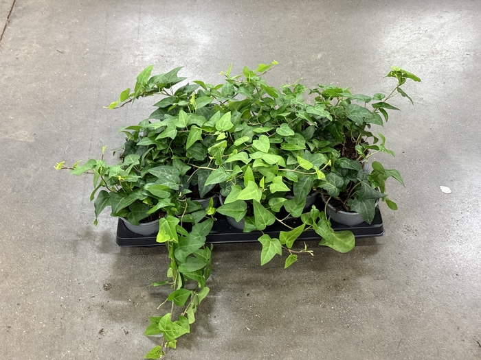 Hedera Mein Herz 12Ø 18cm