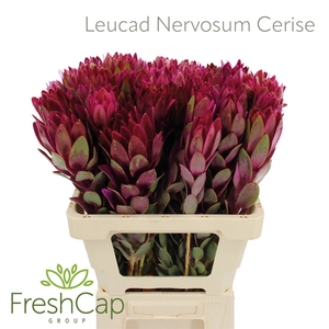 Leucad Nervosum Cerise