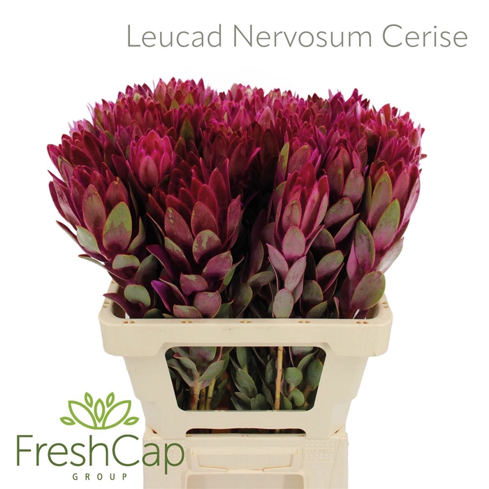 <h4>Leucad Nervosum Cerise</h4>