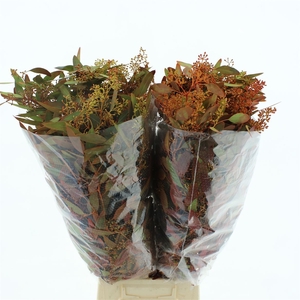 Euca Populus Berries Abs Autumn Long 300 Gr