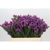 Limonium sinuatum Rosa Sun Birds