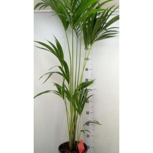 Howea forsteriana