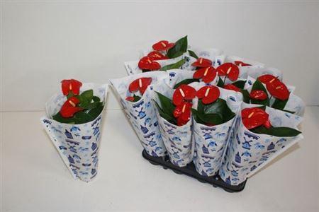 Anthu A Jambo Red 3+