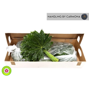 FATSIA JAPONICA BLAD