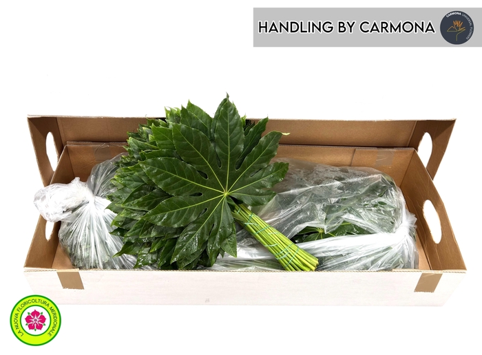 <h4>FATSIA JAPONICA BLAD</h4>