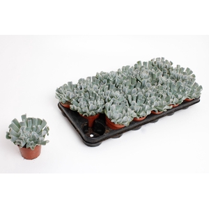 Echeveria Crispes