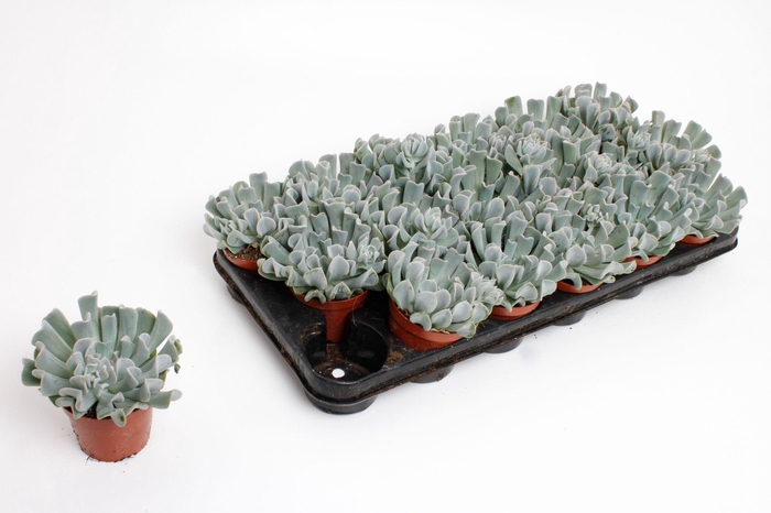 <h4>Echeveria Crispes</h4>