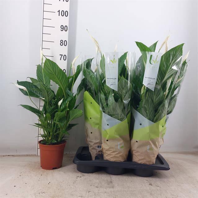 <h4>SPATH VIVALDI</h4>