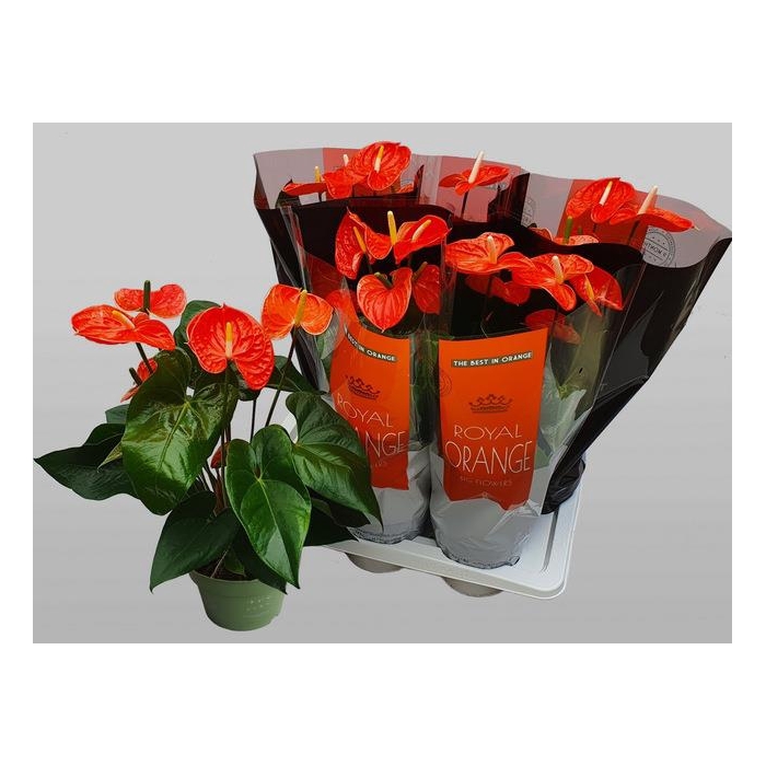 <h4>Anthurium Andreanum mad Orange 17Ø 70cm 6fl</h4>