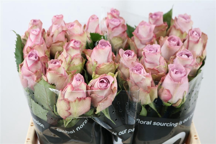 <h4>R Gr Mignon</h4>