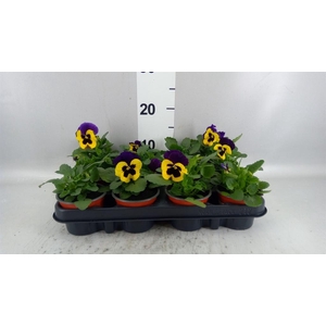 Viola wr. 'Colossus Yellow Blotch'