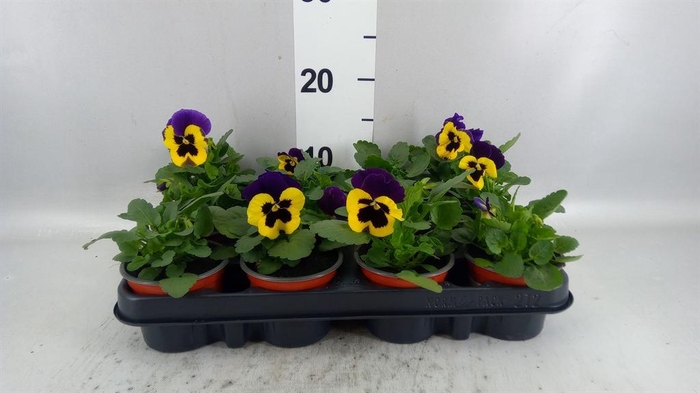 <h4>Viola wr. 'Colossus Yellow Blotch'</h4>