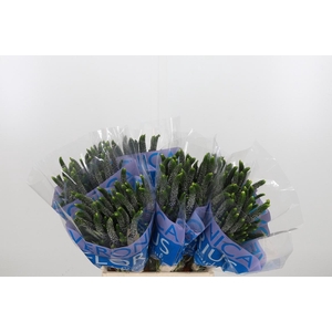 Veron Smart June Milka