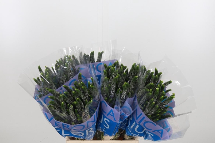 <h4>Veron Smart June Milka</h4>