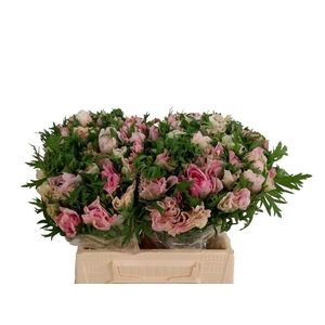 Anem Mistral Rosa Chiaro Super