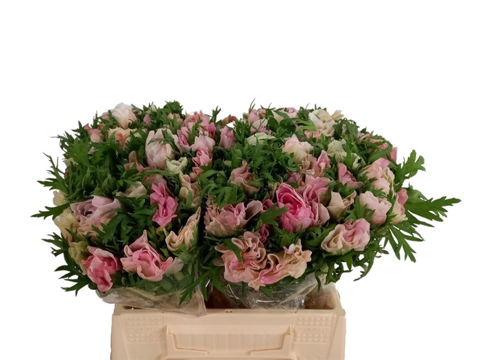 <h4>Anem Mistral Rosa Chiaro Super</h4>