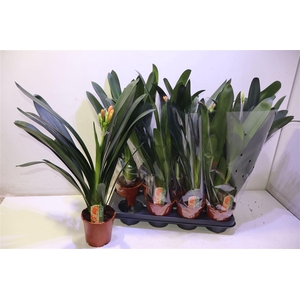 arr8 Clivia Mi
