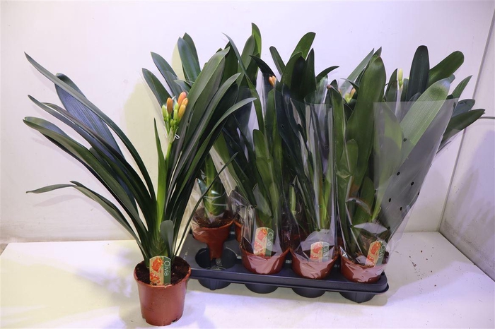<h4>arr8 Clivia Mi</h4>