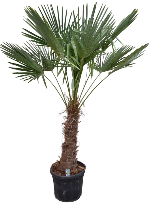 <h4>Trachycarpus fortunei</h4>