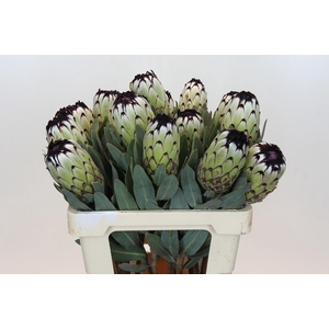 PROTEA MAG NIOBE