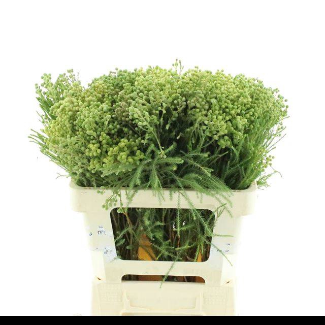 <h4>KAAPS GROEN</h4>