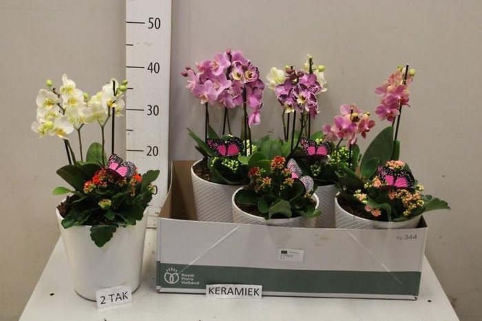 <h4>ARR KAMERPL BLOEI</h4>