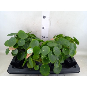 Pilea peperomioides