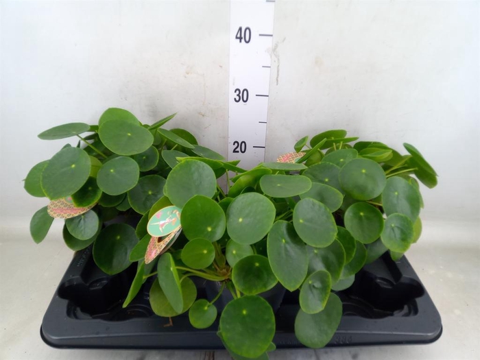 <h4>Pilea peperomioides</h4>