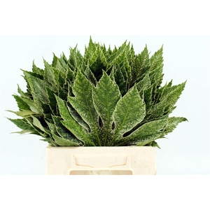 Aralia Spider 35cm