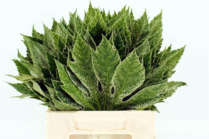 <h4>Aralia Spider 35cm</h4>
