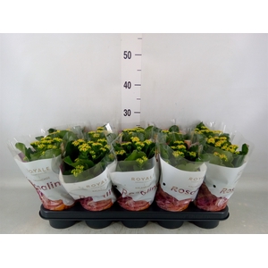 Kalanchoe blos. 'RosDon Pedro'