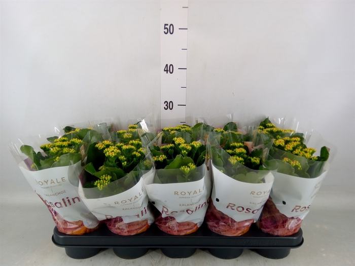<h4>Kalanchoe blos. 'RosDon Pedro'</h4>