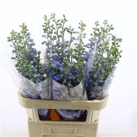 <h4>Delphinium double Aurora Light Blue</h4>