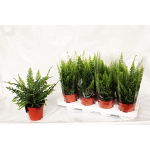 Nephrolepis exa. Green Lady 12Ø 35cm