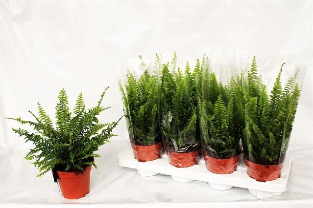 Nephrolepis exa. Green Lady 12Ø 35cm