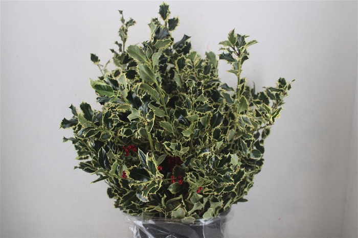 <h4>Hulst Bont P Bunch</h4>