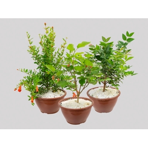 BONSAI FRUTA C18