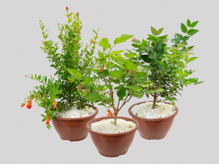 <h4>BONSAI FRUTA C18</h4>