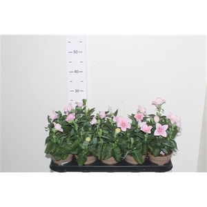 Platyco Gr Astra Pink Rossa