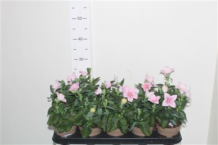 <h4>Platyco Gr Astra Pink Rossa</h4>