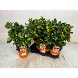 CITR MICROCARPA