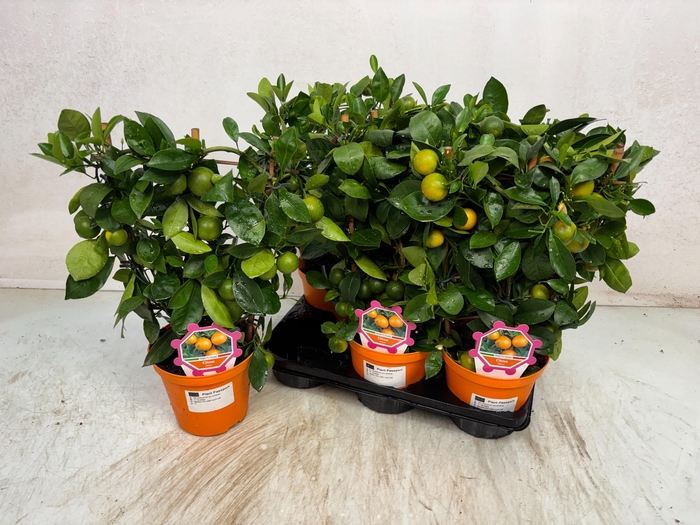 <h4>CITR MICROCARPA</h4>