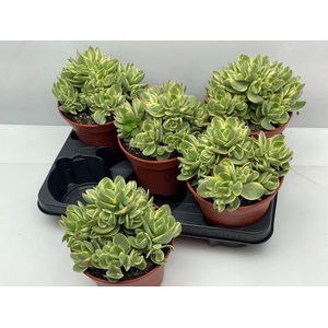 CRASS OVERIG