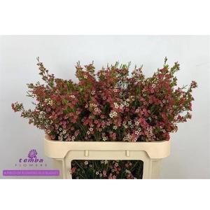 CHAME UN MY SWEET 16