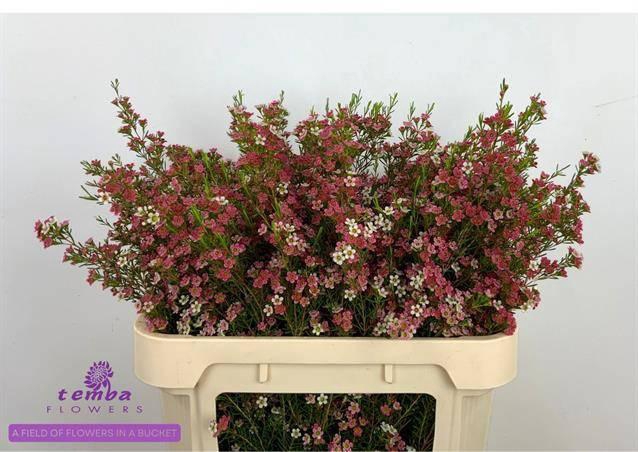 <h4>CHAME UN MY SWEET 16</h4>