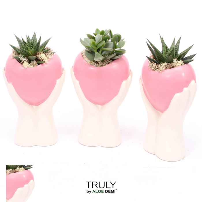 <h4>TRULY Succulent, Holding pink heart</h4>