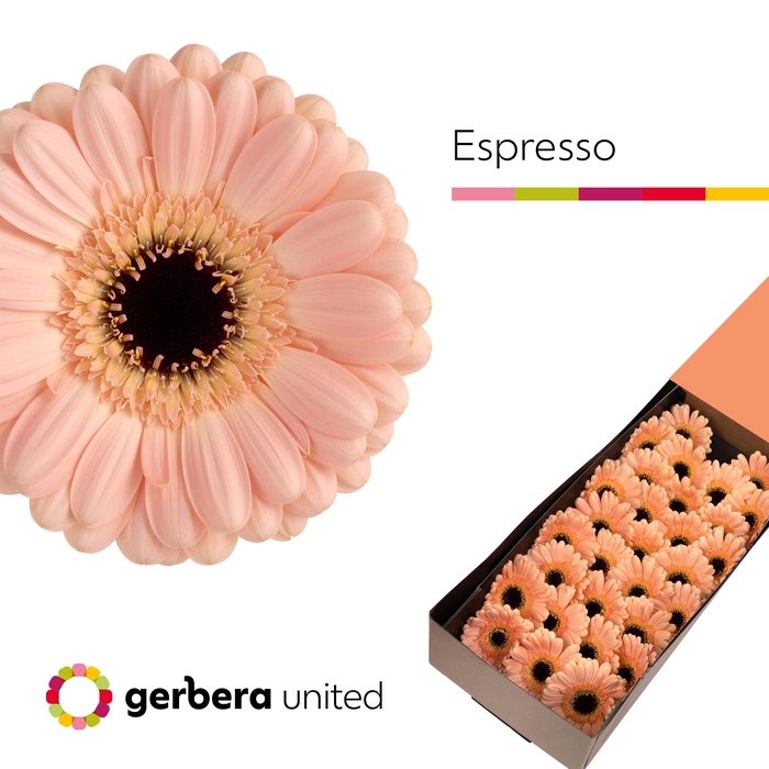 <h4>Germini Espresso Doos</h4>
