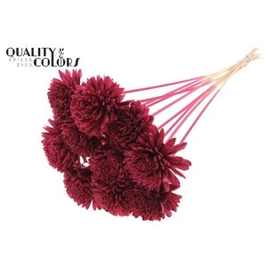 Shola Zinia Ø8cm on stem Burgundy